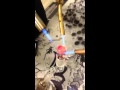29mm double dabs. Cali connection and the PotCast 29mm double dabs. Cali connection and the PotCast