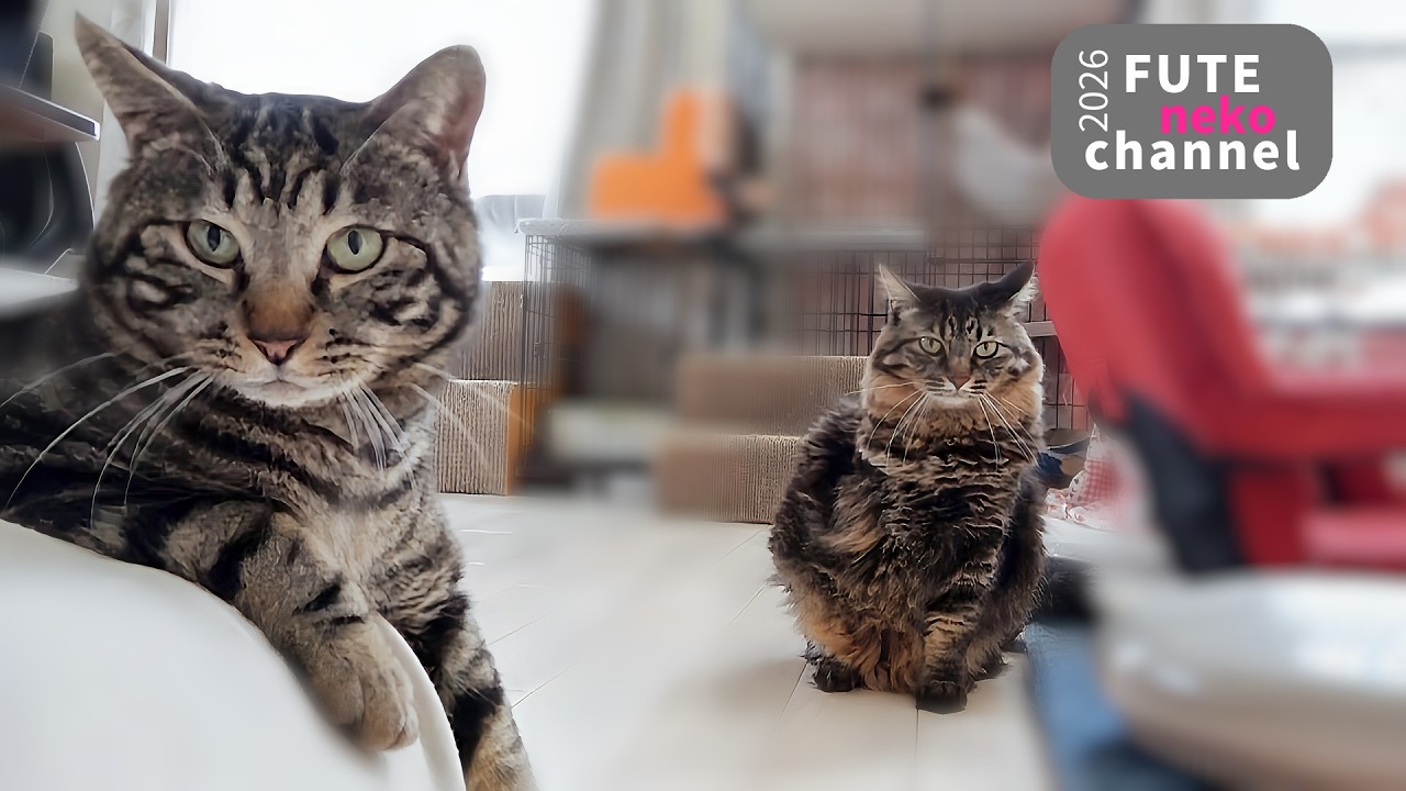 仲良くないのにタイミングがバッチリな2人【保護猫】