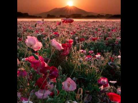 Hội ngộ chia xa - Hoài Mỹ