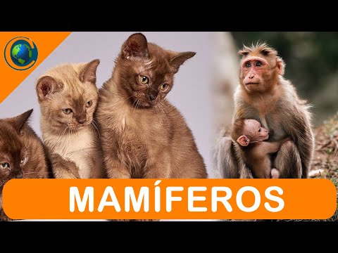 VERTEBRADOS - MAMÍFEROS