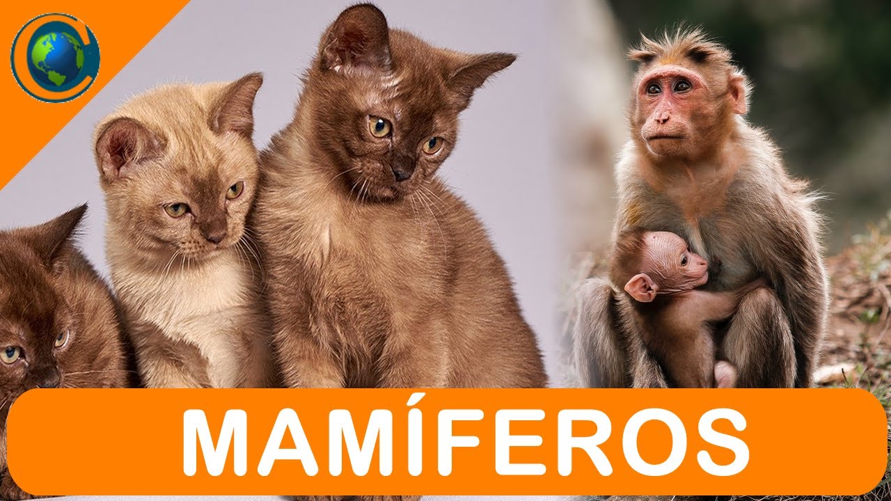 VERTEBRADOS - MAMÍFEROS