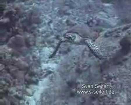 Turtles, Similan Islands,Thailand