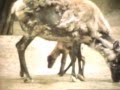 Classic Sesame Street Film Baby Reindeer Learning To Walk