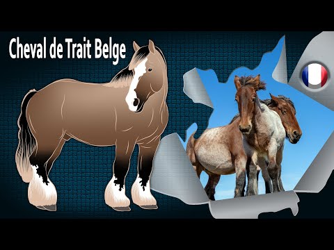 Cheval de Trait Belge, le descendant des chevaux de guerre du Moyen Âge, Races de chevaux