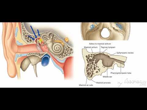 Middle ear boundaries 1