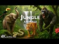 JUNGLE ANIMAL DISCOVERY 60FPS 4K ULTRA HD 4K ANIMALS