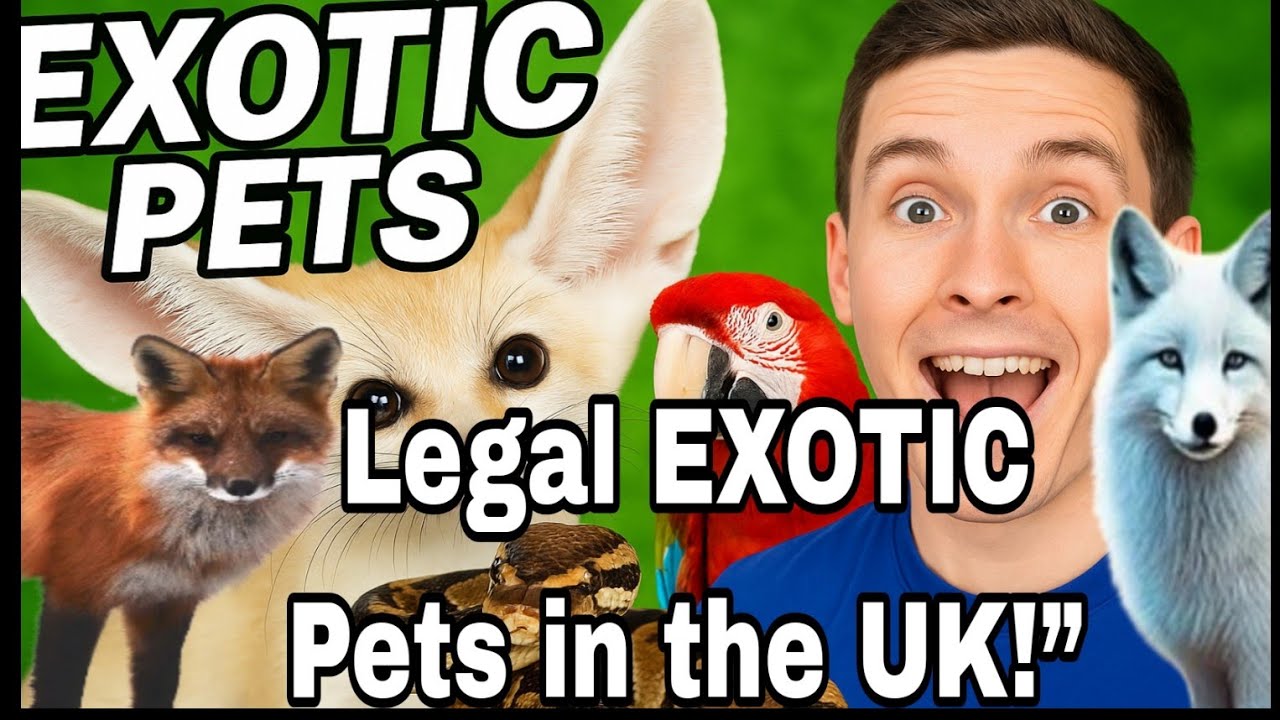 Which exotic pets are legal in the UK? Tipseri