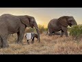Up Close with Elephants, Mambo & Pisa, While the Females Watch Over Phabeni