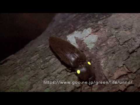 ヒカリコメツキ　Pyrophorus sp.