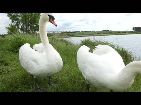 Rokickie łabędzie 63