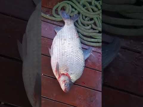 #pescaria  mata dos macacos Guaraci São Paulo