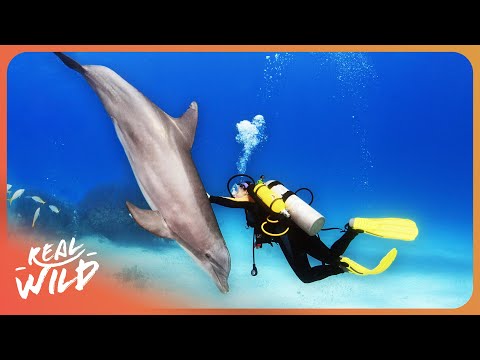 Exploring the Secret Lives of Dolphins | 4K Nature Documentary