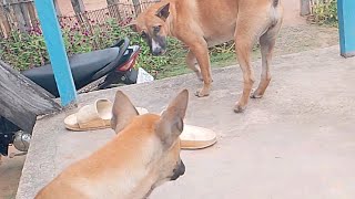 ព្រុសហឹងត្រចៀកអស់ស្មានតែព្រុសអី