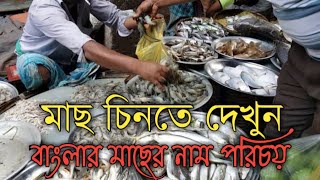 Download lagu বাংলার মাছ পরিচিতি || West Bengal's fish || বাংলার সব মাছের নাম পরিচয় । mp3 Download lagu বাংলার মাছ পরিচিতি || West Bengal's fish || বাংলার সব মাছের নাম পরিচয় । mp3