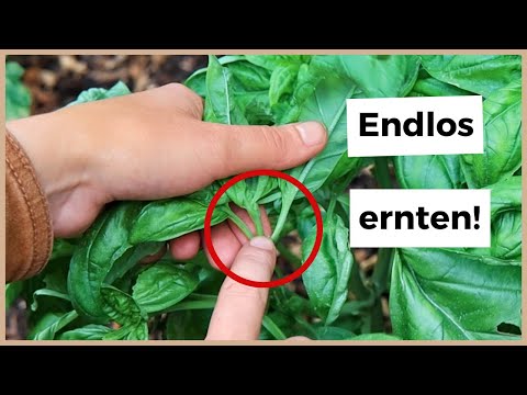 Harvest 3x more basil with this simple trick 🌿 How to cut basil correctly!