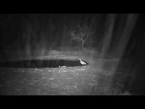 Djuma: Raining in Djuma helps to make the bush smile - 18:35 - 10/22/19