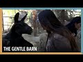 The Gentle Barn | VOA Connect