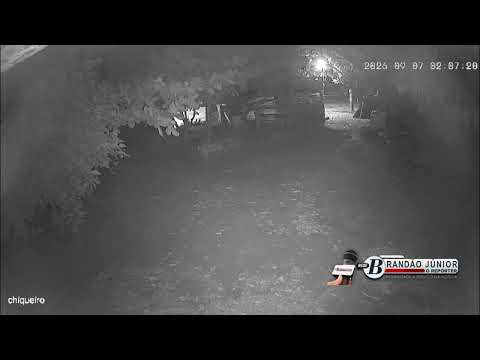 Onça ataca animais e aves em Cafezal do Sul