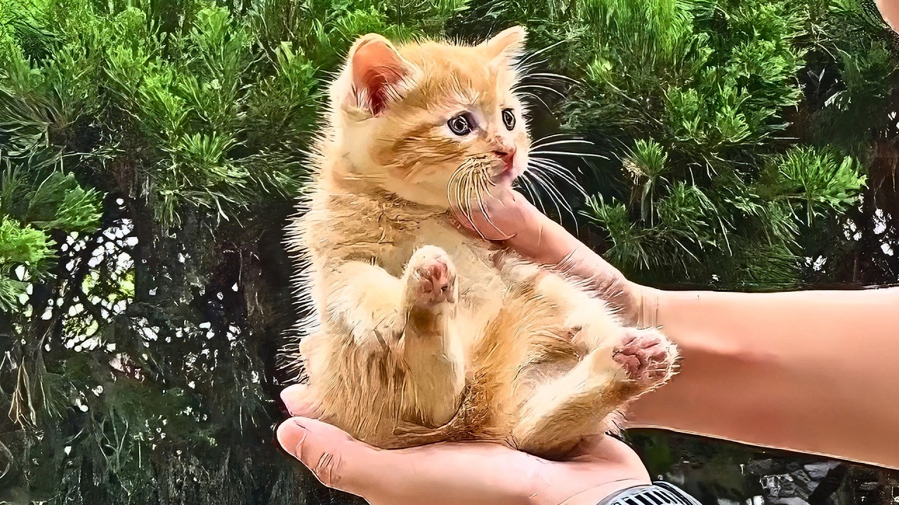 Rescued stray kittens had nowhere to keep, then they turned into beloved office pets!