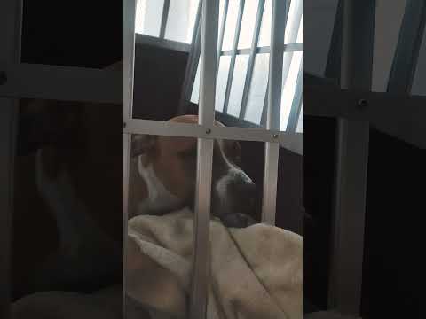 Pomoc Lokimu od bolesti
