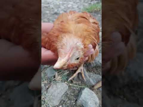 , title : 'Wry Neck chick ||Vitamin E deficiency in chicken #wryneck #poorchick #'