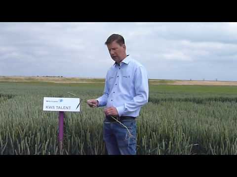 KWS Talent 2020  Wiersum Wintertarwe