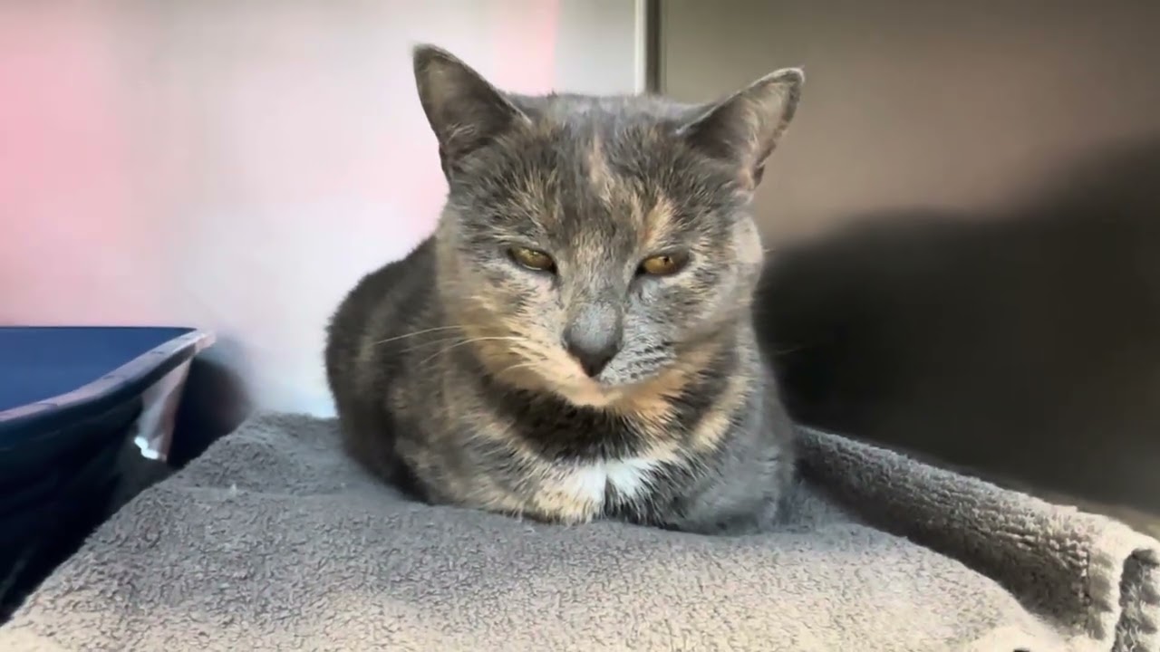 Enlarge Star, an adopted Dilute Tortoiseshell in Clifton, NJ video 6/6