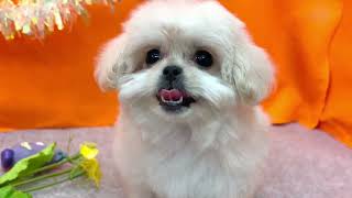 ハーフ犬の動画01
