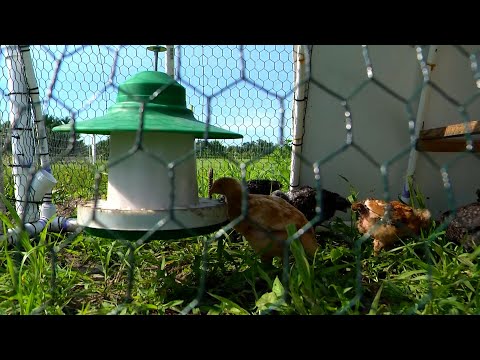 Innovation at Work: Using probiotics to limit disease in chickens