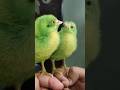 Wow Cutie Funny Hen Baby Cutest Sound Murgi K Chujeki Awaz Chicken Free Sounds Birds Wildlife