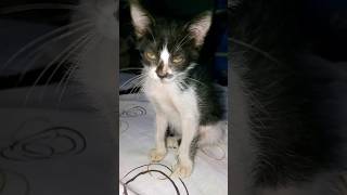 Download lagu cge magkulitan kayo😽😽😽 mp3 Download lagu cge magkulitan kayo😽😽😽 mp3