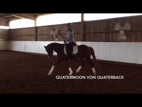 *verkauft* Verkaufspony Quatermoon 5 jähriger gekörter Ponyhengst v. Quaterback