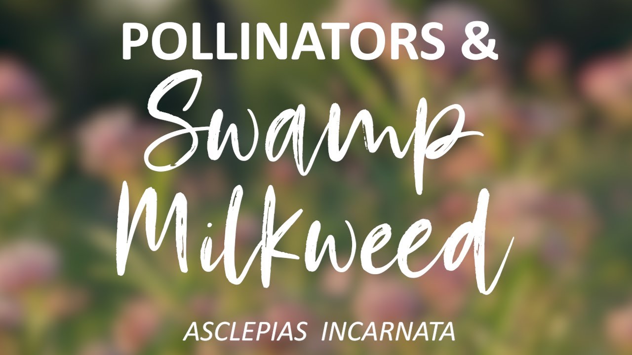 Pollinators & Swamp Milkweed