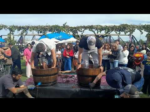 GEOGRAFIA VITIVINICOLA DE CHILE: FIESTA DE LA VENDIMIA EN CASABLANCA , 12 DE ABRIL DEL AÑO  2026.