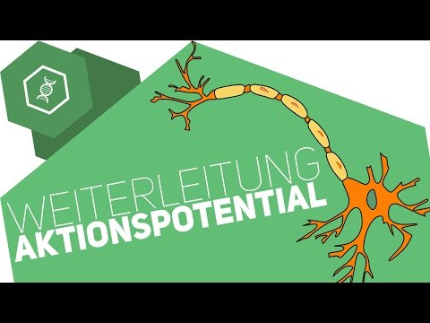 Weiterleitung des Aktionspotenzials