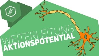 Weiterleitung des Aktionspotentials