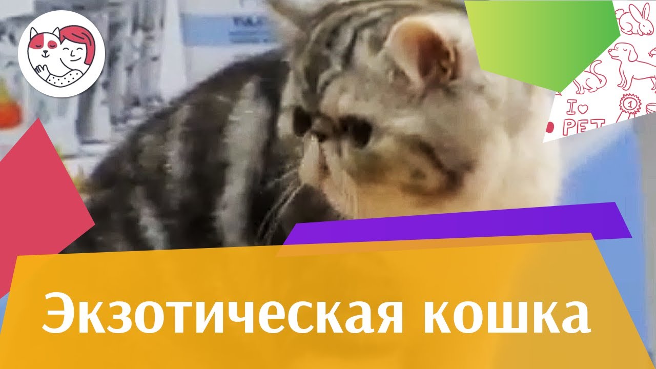 Экзоты Внешность на ilikepet