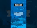 The Electrical Sensing Abilities of Sharks 🦈