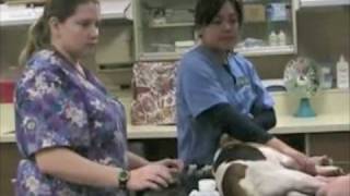 Vet Tech @ Pierce College