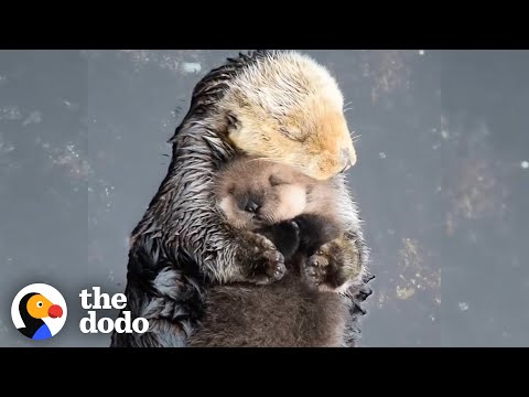 Otter Moms May Be the Cutest in the Animal Kingdom!