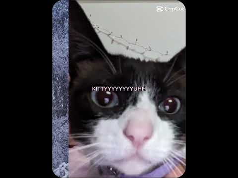 #but I love... KITTYUUHH#vid#cat#cute#lol