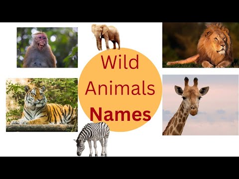 WILD ANIMALS | Learn Wild Animals Sounds and Names For Children, Kids And Toddlers