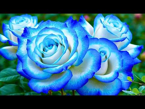 🌸 Serenity Sounds: Gentle Tunes to Balance Emotions and Renew Energy 💚