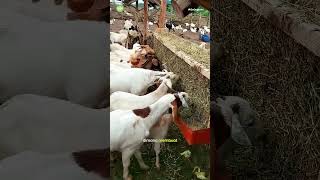 Download lagu INOVASI PAKAN TERNAK KAMBING TERBUANG #peternakan #gdmorganik #kambing mp3 Download lagu INOVASI PAKAN TERNAK KAMBING TERBUANG #peternakan #gdmorganik #kambing mp3