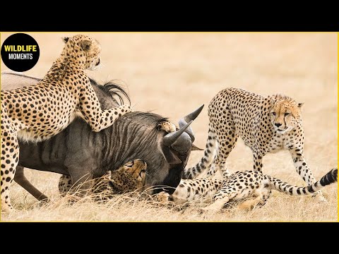 30 Magnificent Hunting And Chasing Moments By Wild Animals | Animal World