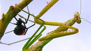 Giant Praying Mantis Found Redback Spider Vs Mantis Fight Preview Who Will Die?