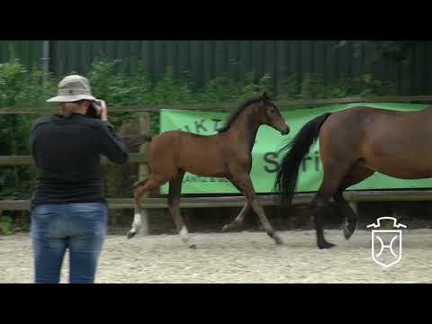 RD130CH Stutfohlen von Balou du Rouet   Connor   Landjunge