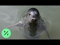 Grey Seal Mimics Star Wars Theme Twinkle Twinkle Little Star