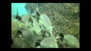 preview picture of video 'Buceo Discovermanzanillo 1'