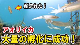 台風の影響でアオリイカの卵が大量ふ化！？改良した産卵場の効果が絶大だった件